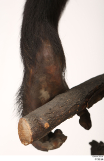 Chimpanzee Bonobo foot 0012.jpg